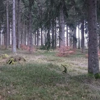 Google Suche ohne KI verwenden